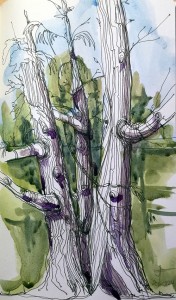 20160908-john-abbott-tree-watercolour-jane-hannah