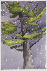 20170104-pine-king-watercolor-jane-hannah-lores