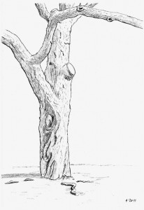 tree 4-20-11